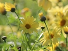 Żółte, Margerytki, Kwiaty
