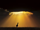 Żyrafa, Słońce, Chmury