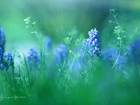 Szafirki, Niebieskie, Kwiaty