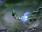 Len Włochaty, Niebieski, Kwiat