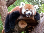 Panda, Czerwona, Drzewo, Zieleń