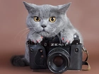 Kot, Aparat, Fotograficzny, Zenit