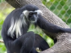 Małpka, Angola Colobus, Konar