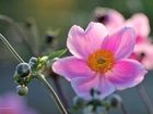 Zawilec Japoński, Różowy, Kwiat