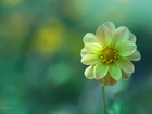 Żółta, Dalia, Kwiat