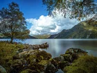Norwegia, Jezioro, Góry, Kamienie, Drzewa