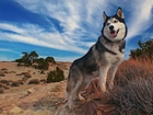 Siberian Husky, Rośliny