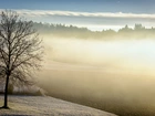 Zimowy, Poranek, Mgła, Drzewo, Las
