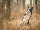 Pies, Border Collie, Jesień, Las, Sztuczka