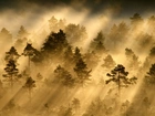 Las, Mgła, Promienie słońca