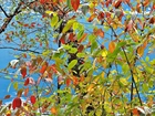 Jesień, Jezioro, Drzewo, Kolorowe, Liście