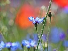 Chaber, Niebieski, Kwiat