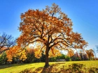 Park, Jesień, Drzewa, Dąb, Ławka