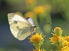 Motyl, Bielinek, Biały, Owad