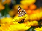 Żółte, Kwiaty, Motyl, Rusałka, Osetnik