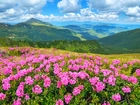 Góry, Różowe, Rododendrony