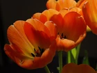 Tulipany