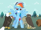 Rainbow Dash, Trener, Sowa, Orzeł