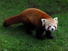 Czerwona, Panda, Łąka