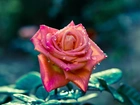 Róża, Krople, Rosy