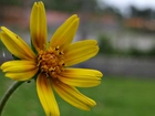 Żółty, Kwiatek