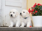 Pieski, Szczeniaki, Golden retriever, Pelargonia