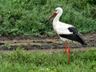 Łąka, Bocian, Narodowy, Park, Serengeti