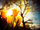 Tulipany, Światło, Drzewo