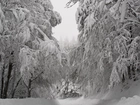 Śnieg, Las, Drzewa, Ośnieżone