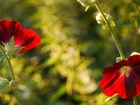 Czerwony, Hibiskus