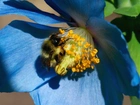 Makro, Niebieski, Kwiat, Pszczoła