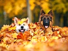 Jesień, Dwa, Psy, Liście