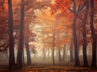 Las, Drzewa, Mgła, Jesień
