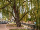 Gdańsk, Alejka, Wierzba, HDR