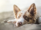 Pies, Border Collie