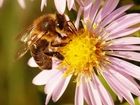 Aster, Pszczoła, Makro