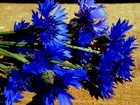Bukiet, Kwiaty, Niebieskie, Chabry