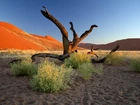 Pustynia, Namib, Konary, Afryka