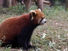 Panda, Czerwona