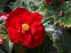 Kwiat, Czerwona, Begonia