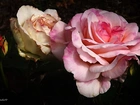 Różowa, Biała, Róża