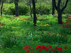 Park, Wiosna, Tulipany, Przebijające, Światło