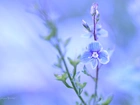 Przetacznik, Niebieski, Kwiat