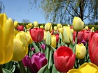 Tulipany, Drzewa, Wiosna