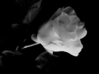 Kwiat, Róża, Czarno-Biała
