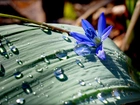 Liść, Niebieski, Kwiatek, Cebulica, Krople, Deszcz