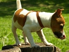 Jack Russell Terrier, Język, Pień