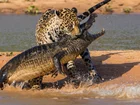 Krokodyl, Jaguar, Pojedynek