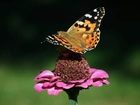 Motyl, Rusałka osetnik, Kwiat, Cynia