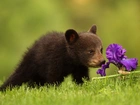 Mały, Niedźwiadek, Kwiatek, Trawa